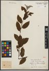 Foto von Salix phylicifolia var. sinensis Hand.-Mazz.
